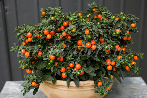 نگهداری از گل گیلاس مجلسی نگهداری از گل گیلاس مجلسی